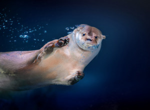 ONO ŠTO JE OVA VIDRA URADILA ZAPANJILO JE SVE: Ljudi gledaju i ne veruju - da li je moguće da je ovako PAMETNA! (VIDEO)