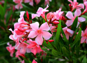 RASKOŠAN, PRELEP I OTROVAN - mnogi imaju ovaj CVET u dvorištu, a ne znaju koliko je OPASAN: Evo zašto DECA ne smeju ni da mu priđu!