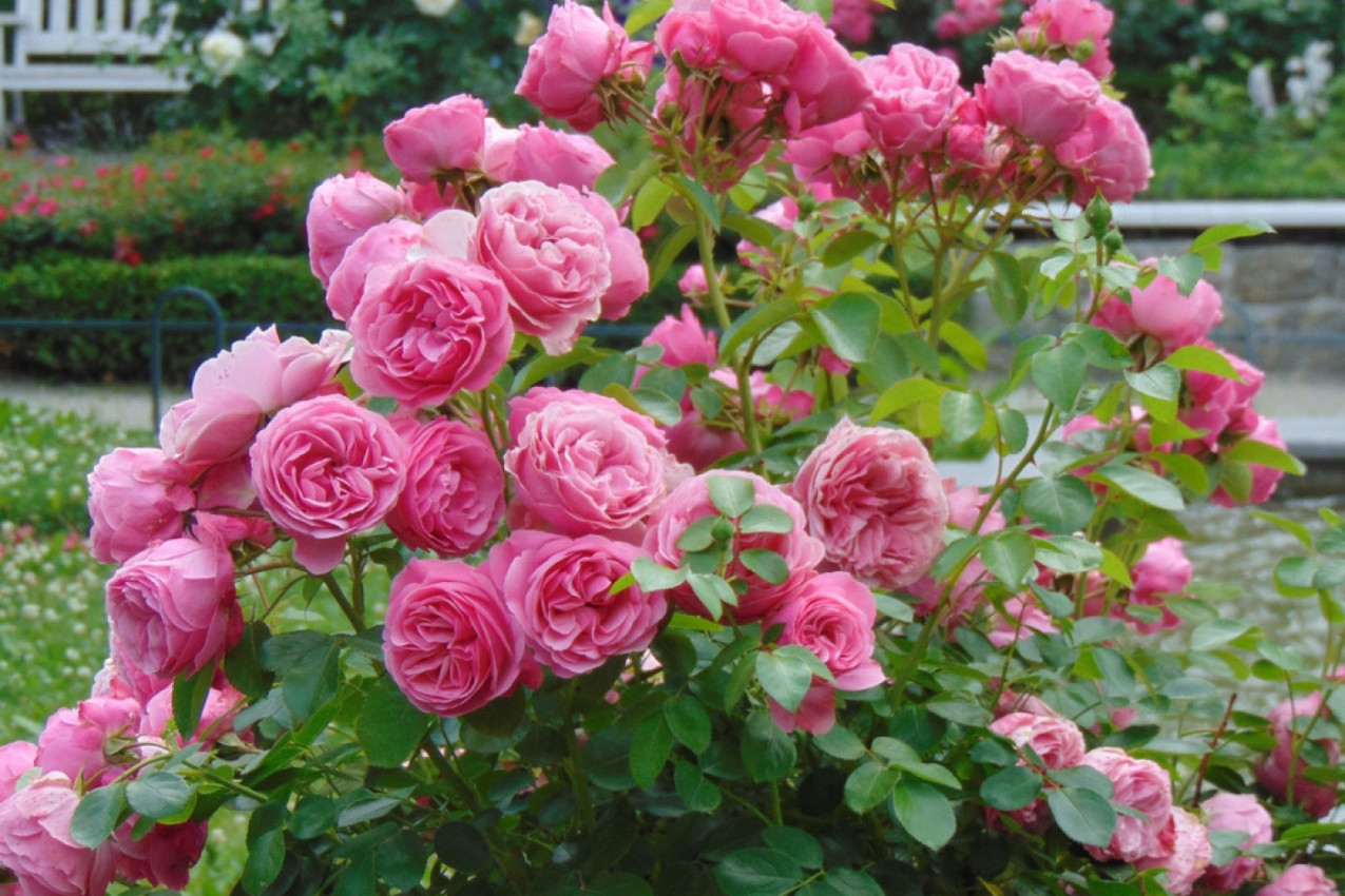 NIŠTA NE BACAJTE, OSTACI 4 NAMIRNICE ĆE PREPORODITI VAŠE RUŽE, PREKO NOĆI ĆE SE OPORAVITI: Bujaće kao nikada pre!