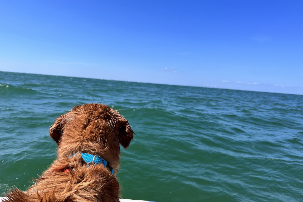 RETRIVER JE LAJAO KAKO BI UPOZORIO NA NEČIJE PRISUSTVO U OKEANU: Ogromno stvorenje je isplivalo na površinu, neviđen prizor zapanjio sve! (VIDEO)