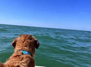 RETRIVER JE LAJAO KAKO BI UPOZORIO NA NEČIJE PRISUSTVO U OKEANU: Ogromno stvorenje je isplivalo na površinu, neviđen prizor zapanjio sve! (VIDEO)