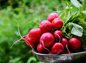 EVO KO NIKAKO NE SME DA JEDE ROTKVICE, STROGO SU ZABRANJENE ZA LJUDE S OVIM OBOLJENJIMA! One su superzdrave, ali za nekog su gore od otrova