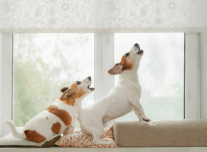 AKO VAŠ PAS LAJE ILI CVILI KAD VAS VIDI, OVO MORATE HITNO DA URADITE! Veterinarka otkriva signale koje vam šalje ljubimac - nije svejedno!