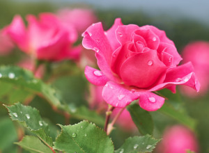 NAJVEĆA TAJNA BAŠTOVANA, ZAŠTO RUŽE, KAMILICA I JAGODE OBOŽAVAJU BELI LUK? A zbog čega ga puževi i mravi organski ne podnose