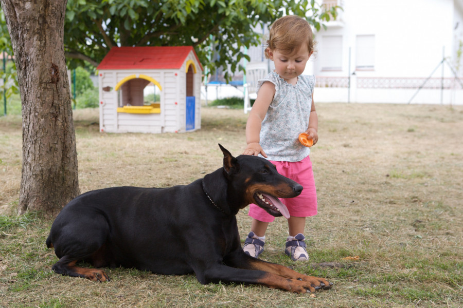 UDOMLJENI DOBERMAN IZ AZILA ODJEDNOM JE ZGRABIO DEVOJČICU ZA PELENU i zavitlao je preko dvorišta - roditelji vrisnuli od šoka! A onda su shvatili šta se desilo! (VIDEO)