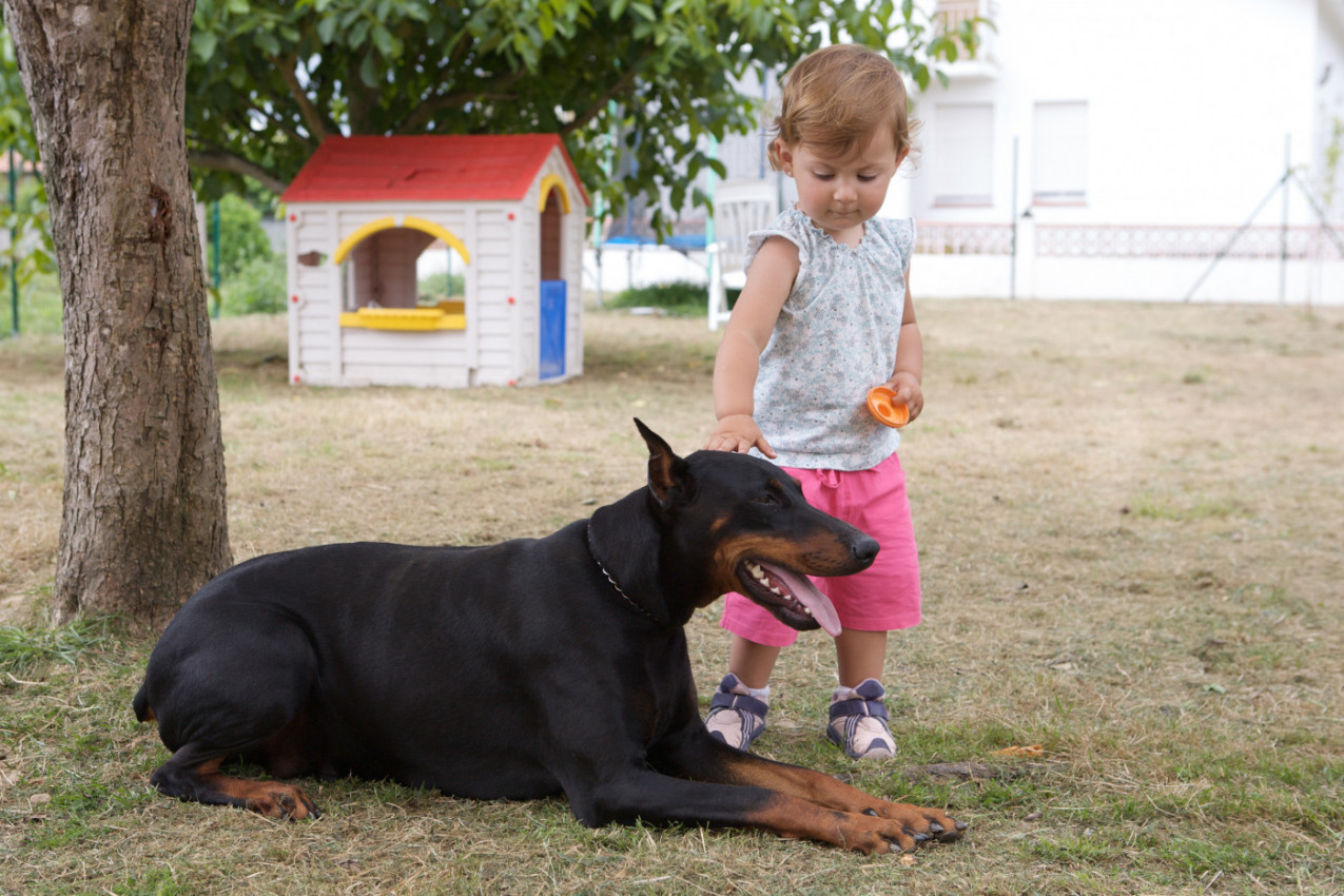 UDOMLJENI DOBERMAN IZ AZILA ODJEDNOM JE ZGRABIO DEVOJČICU ZA PELENU i zavitlao je preko dvorišta - roditelji vrisnuli od šoka! A onda su shvatili šta se desilo! (VIDEO)
