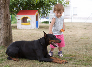 UDOMLJENI DOBERMAN IZ AZILA ODJEDNOM JE ZGRABIO DEVOJČICU ZA PELENU i zavitlao je preko dvorišta - roditelji vrisnuli od šoka! A onda su shvatili šta se desilo! (VIDEO)