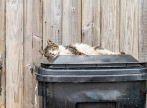 NESTALA JOJ JE MAČKA, A ONDA JE ZAVIRILA U KANTU ZA ĐUBRE SVOJE KOMŠINICE: Ono što je ugledala potpuno je porazilo i zauvek promenilo život! (VIDEO)