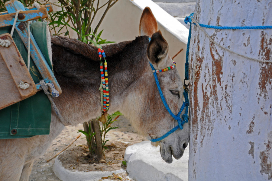 VIDELA JE KAKO MUŠKARAC DO IZNEMOGLOSTI UDARA MAGARCA: Skočila je da odbrani nesrećnu životinju, ali onda je usledio ŠOK kom se nikako nije nadala! (VIDEO)