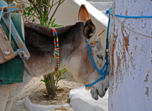 VIDELA JE KAKO MUŠKARAC DO IZNEMOGLOSTI UDARA MAGARCA: Skočila je da odbrani nesrećnu životinju, ali onda je usledio ŠOK kom se nikako nije nadala! (VIDEO)