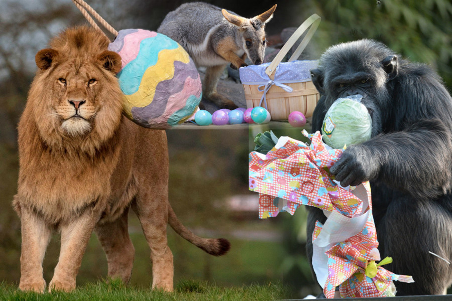 I oni su jedva čekali Vaskrs - Životinje u Australijskom parku reptila dobili su specijalne poklončiće pred predstojeći veliki hrišćanski praznik.