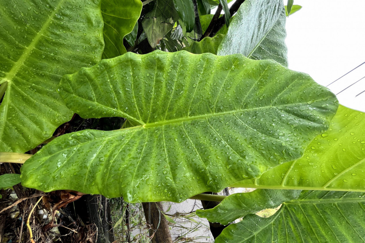 SVI GA IMAJU U KUĆI, A NE ZNAJU KOLIKO JE OPASAN, IZAZIVA GUŠENJE I HALUCINACIJE: Oprez ako imate malu decu - ovo su simptomi trovanja ovim sobnim cvećem!