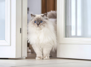 PRESELIO SE SA MAČKOM IZ STANA U KUĆU PORED ŠUME: Sve je mogao da očekuje, ali ne i ovu reakciju životinje - ŠOK! (FOTO)
