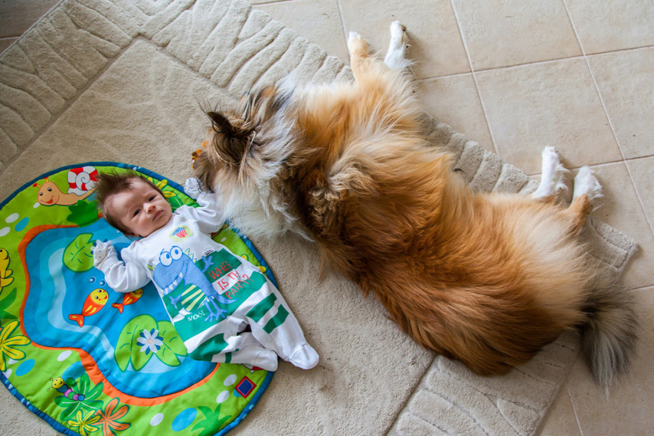 MAJKA JE OSTAVILA BEBU OD 3 MESECA SA PSOM: Kad je ušla u sobu, sledila se - ova scena ju je skroz prenerazila! (VIDEO)