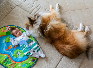 MAJKA JE OSTAVILA BEBU OD 3 MESECA SA PSOM: Kad je ušla u sobu, sledila se - ova scena ju je skroz prenerazila! (VIDEO)