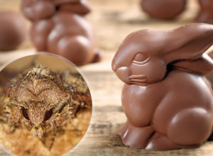 SKAMENILA SE OD UŽASA KAD JE VIDELA DA SE NEŠTO MRDA U ČOKOLADNOM ZECU, POVRAĆALA JE POLA SATA! Ovaj video-snimak morate da pogledate - evo šta nam u stvari prodaju! (VIDEO)