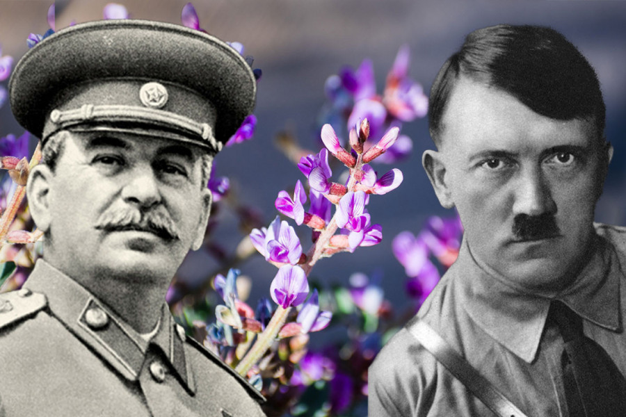 NAJVEĆI RATNI MIT, ZBOG CVETA BESMRTNOSTI, HITLER JE SLAO TAJNU MISIJU U RUSIJU, STALJIN SVE SAZNAO: A prava istina je još šokantnija od fikcije!