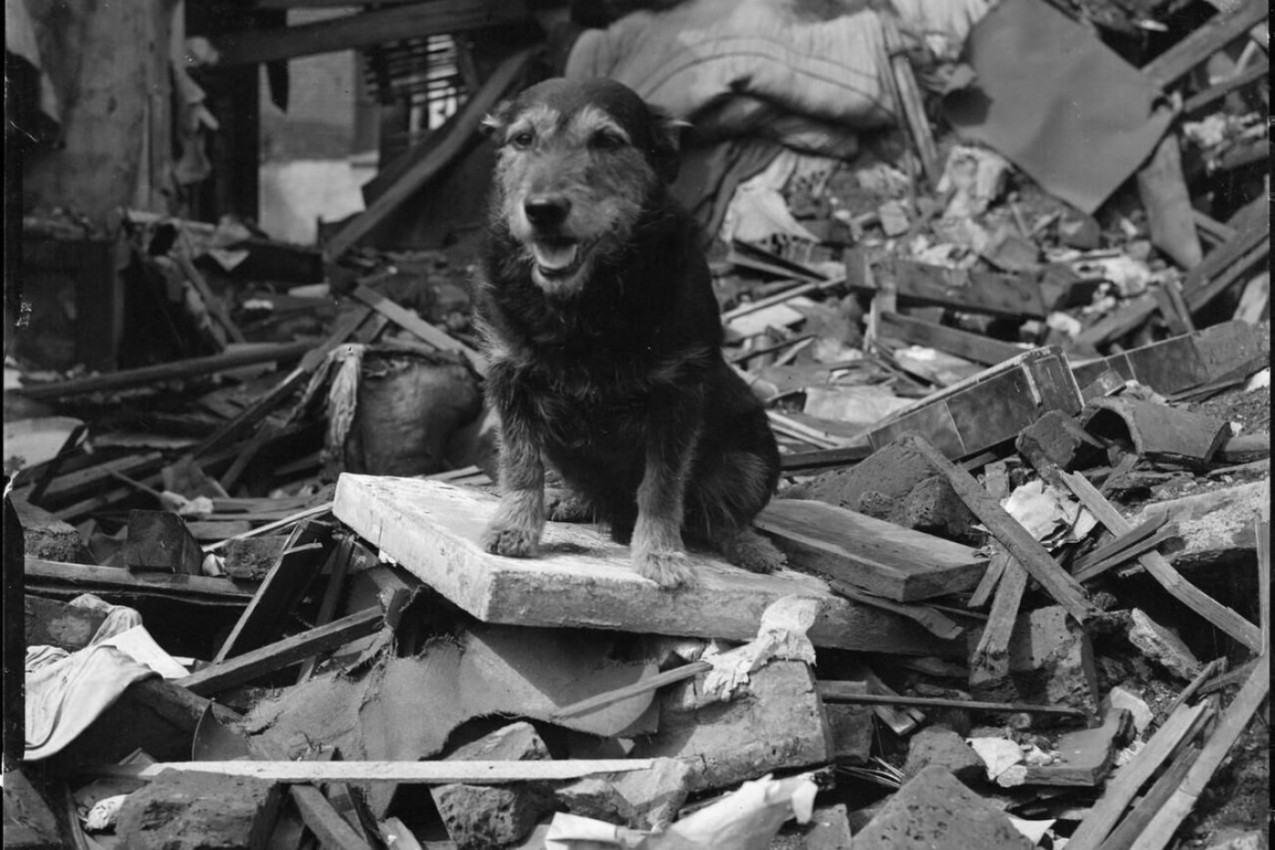 TOKOM BOMBARDOVANJA  OVAJ PAS JE PRONAĐEN ISPOD RUŠEVINA: Ono što je počeo da radi i danas zapanjuje svetske naučnike! (FOTO)