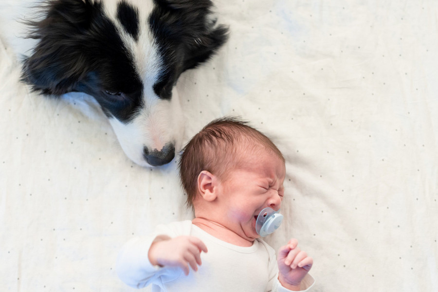 BEBA JE ZAPLAKALA, A PAS JE ODMAH SKOČIO NA KREVET: Majka je uletela u sobu i zanemela kad je ugledala šta se dešava! (VIDEO)