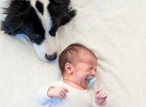 BEBA JE ZAPLAKALA, A PAS JE ODMAH SKOČIO NA KREVET: Majka je uletela u sobu i zanemela kad je ugledala šta se dešava! (VIDEO)