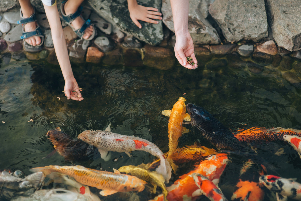 ČOVEK JE SIPAO NA STOTINE MLADUNCA RIBE U ODVOD NA ULICI: Ljudi su u neverici gledali zašto to radi - ovako nešto može da se desi samo u ovoj zemlji! (VIDEO)