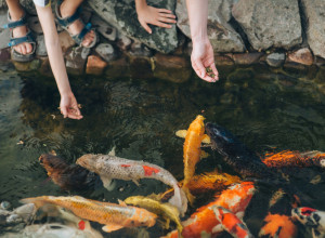 ČOVEK JE SIPAO NA STOTINE MLADUNCA RIBE U ODVOD NA ULICI: Ljudi su u neverici gledali zašto to radi - ovako nešto može da se desi samo u ovoj zemlji! (VIDEO)