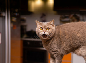 MAČKA JE ODJEDNOM STALA KAO UKOPANA: Počela je da se okreće oko sebe, pa prestravljeno pobegla - ono što je usledilo zapanjilo je sve! (VIDEO)