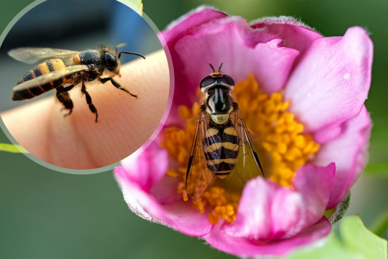 NIKAD, ALI BAŠ NIKAD, NE SMETE DA VRIŠTITE ILI MAŠETE RUKAMA AKO VAS NAPADNE PČELA: Postoji samo jedan način da se odbranite od njih
