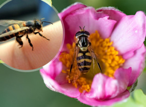 NIKAD, ALI BAŠ NIKAD, NE SMETE DA VRIŠTITE ILI MAŠETE RUKAMA AKO VAS NAPADNE PČELA: Postoji samo jedan način da se odbranite od njih