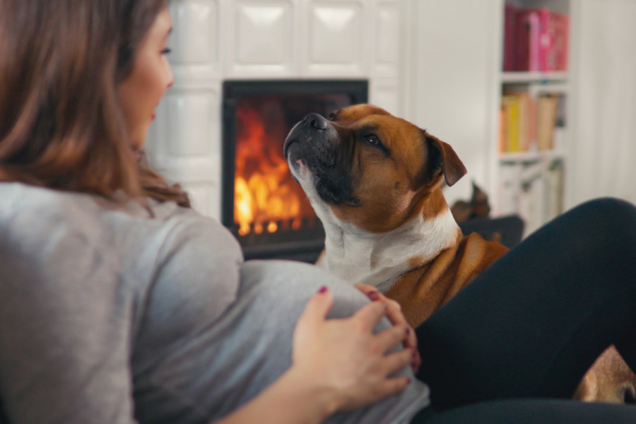 TRUDNICA JE MIRNO SPAVALA KAD JE PAS SKOČIO NA NJU: Lajao je, vukao pokrivač - drama je usledila kad je shvatila šta se dešava!