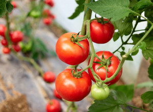 Evo zašto će komšija brati PARADAJZ u novembru, a vama će bašta biti prazna! Jednu stvar morate da uradite ODMAH