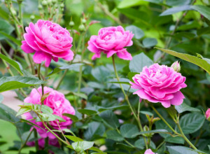 AKO OVO  PRIMETITE NA RUŽAMA, MORATE ODMAH DA REAGUJETE, ILI ĆE SE CVEĆE OSUŠITI: Jednu stvar nikako ne smete da uradite!