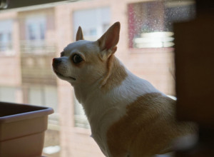 KRENULA JE NA POSAO KADA JE UGLEDALA SVOG PSA KAKO ŠEPA: Primetila je da ima povređeno i oko, a onda je izgovorila jednu jedinu reč i otkrila njegovu PREVARU! (VIDEO)