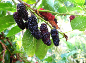 DA LI ZNATE ŠTA JE "SIROTINJSKA SREĆA"? Ovo zaboravljeno voće jača imunitet, a zovu ga i mala apoteka!