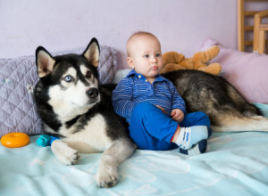MAJKA JE OSTAVILA BEBU SA HASKIJEM: Pretrnula je od straha kad je čula zavijanje, a onda je imala šta i da vidi (VIDEO)