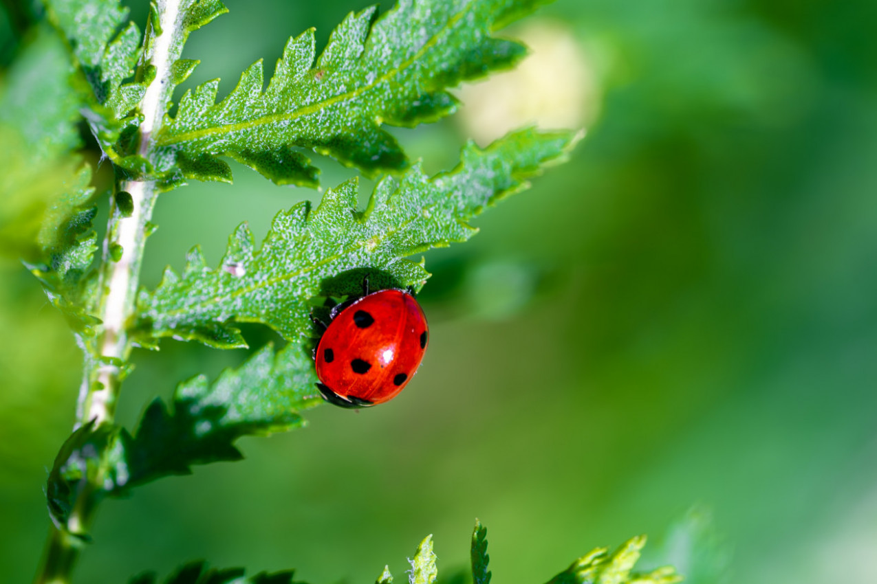 NIKADA NE TERAJTE BUBAMARE SA VAŠEG CVEĆA, BILJKE ĆE VAM BITI ZAHVALNE I BUJAĆE TOKOM CELE GODINE: Peporodiće vašu baštu