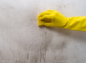 BUĐ NA ZIDOVIMA NESTAĆE BEZ TRAGA: Zaboravite izbeljivač - ovo možete sami da napravite i deluje za 15 minuta!