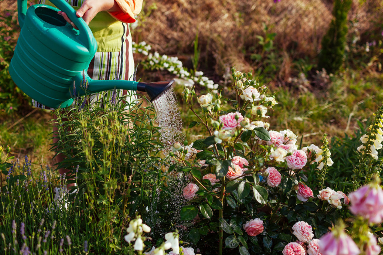 SPAS ZA BILJKE TOKOM VRUĆINA: Voda sa ovim neobičnim sastojkom pomaže im da prežive toplotni talas!