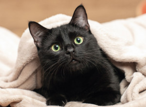 MAČAK BUDI VLASNICU NA NAJNEOBIČNIJI NAČIN: Njegova metoda nasmejala je milione, a ona alarm više ni ne podešava! (VIDEO)