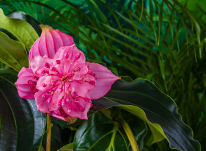 O NJOJ MAŠTAJU SVI KOLEKCIONARI, PRELEPI CVET RASTE SAMO NA JEDNOM MESTU NA SVETU: Cveta samo dva meseca godišnje, i iza njega se krije tužna ljubavna priča