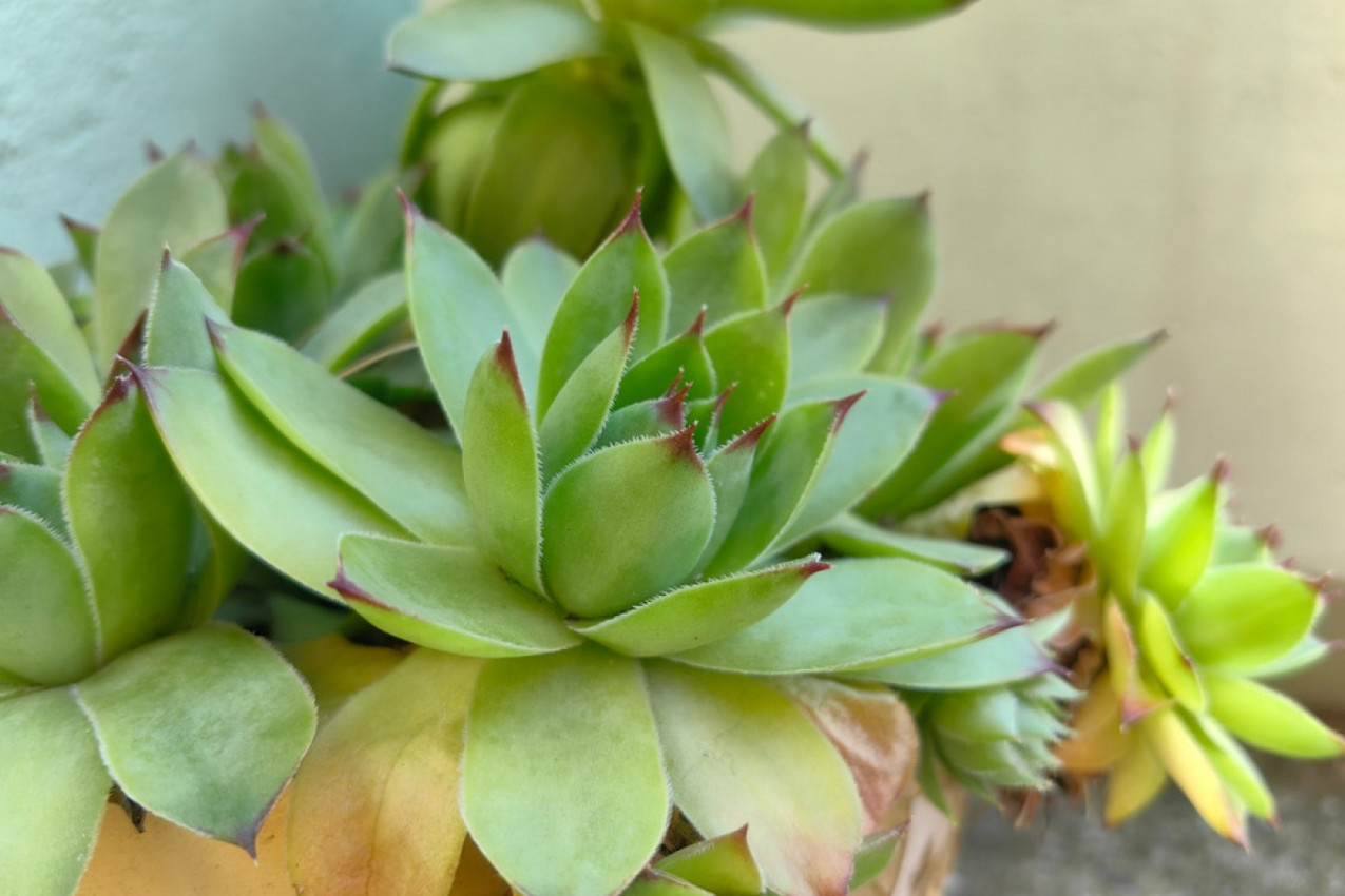 Svako jutro je jela list čuvarkuće: Posle 30 dana njeno telo više nije bilo isto - ove promene NIJE OČEKIVALA