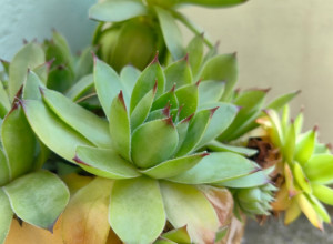 Svako jutro je jela list čuvarkuće: Posle 30 dana njeno telo više nije bilo isto - ove promene NIJE OČEKIVALA