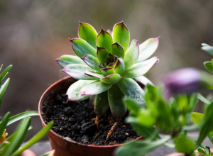 LIST ČUVARKUĆE DNEVNO JE NEOPHODAN SVIMA: Evo šta se desi sa telom posle nekoliko dana konzumiranja