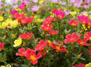 AKO STALNO ZABORAVLJATE DA ZALIJETE BILJKE, OVA 4 CVETA SU STVORENA ZA VAS: Obožavaju sunce i preživljavaju sa par kapi vode!