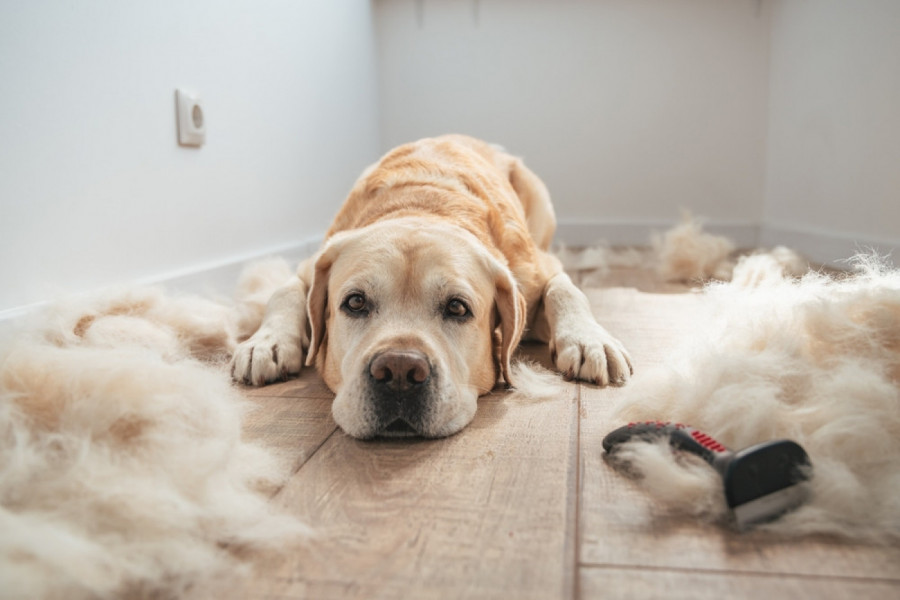 ZABORAVITE USISIVAČ, OVO JE REVOLUCIONARNO OTKRIĆE ZA VLASNIKE LJUBIMACA: Ovim trikom ćete se očas posla rešiti dlaka sa tepiha i nameštaja!