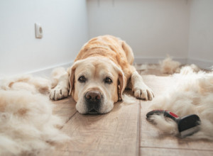 ZABORAVITE USISIVAČ, OVO JE REVOLUCIONARNO OTKRIĆE ZA VLASNIKE LJUBIMACA: Ovim trikom ćete se očas posla rešiti dlaka sa tepiha i nameštaja!