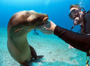 OVAJ ČOVEK JE SPASAO MORSKOG LAVA OD SIGIRNE SMRTI: Životinja mu to nikada nije zaboravila, svake godine mu priređuje OVO! (VIDEO)