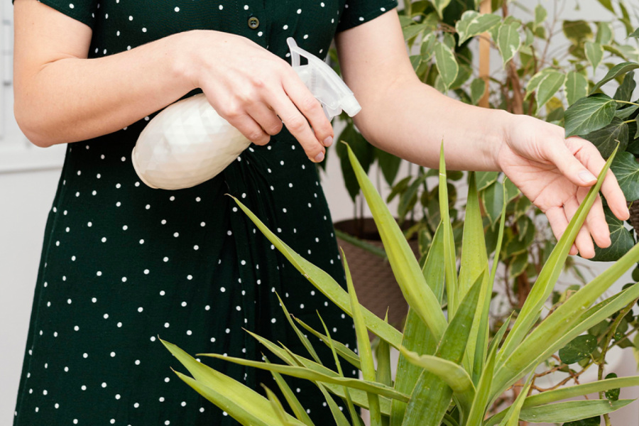 KAKO DA SPASETE CVEĆE KOJE VENE: Ako ovaj sastojak sipate u zemlju, one će "eksplodirati" od rasta