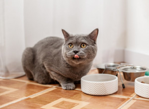 ZABORAVITE NA KUPOVNE POSLASTICE: Evo kako da sami napravite keksiće od tunjevine za svoju mačku