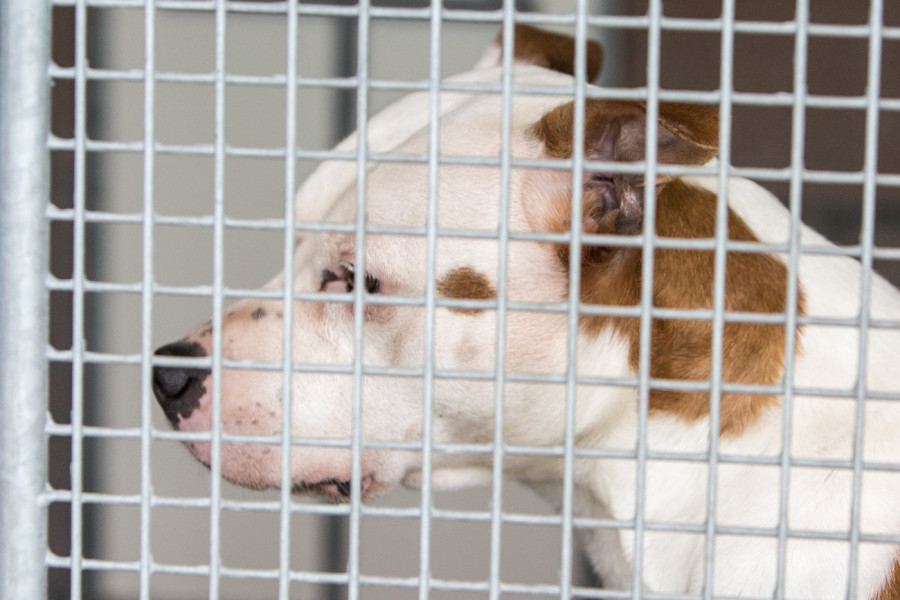 SVAKE NOĆI LUTALICA JE BEŽALA IZ KAVEZA U AZILU: Odlučili su da je prate i kad su shvatili razlog njenog bekstva oči su im se napunile suzama!  (VIDEO)